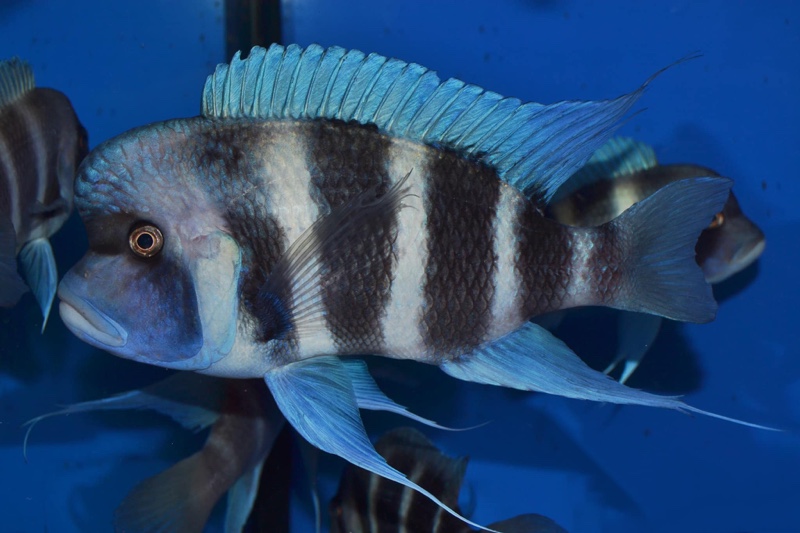 Cyphotilapia gibberosa 'Cape Mpimbwe'